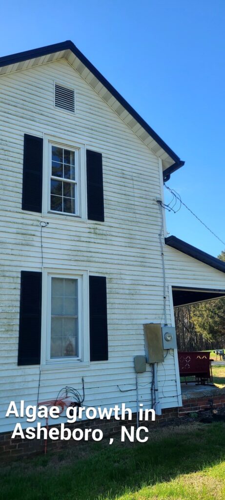 green algae on house asheboro nc soft washing siding